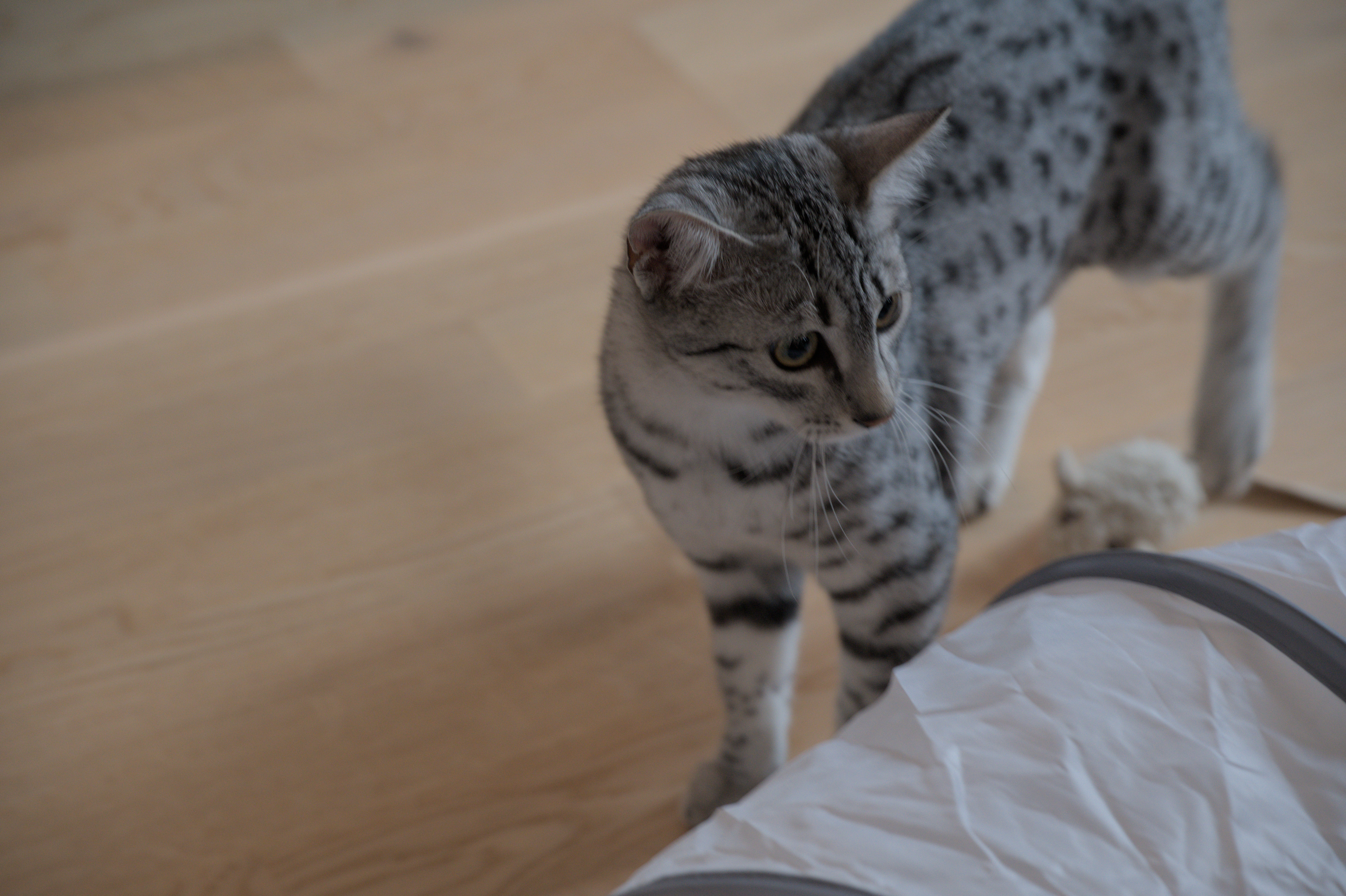 2025/10/12 - cats/DSC_0025.jpg